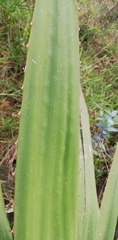 Furcraea