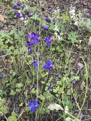 Delphinium patens