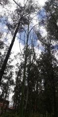 Furcraea