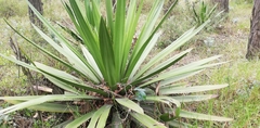 Furcraea