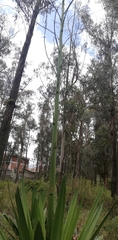Furcraea