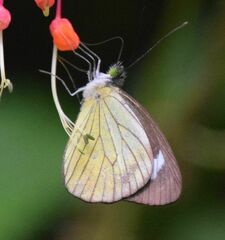 Leptophobia caesia