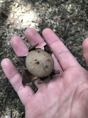 Myriostoma coliforme