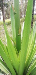 Furcraea