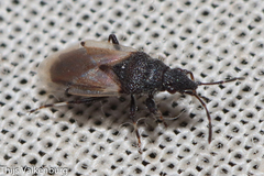 Oxycarenus hyalinipennis