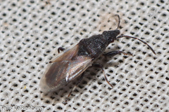 Oxycarenus hyalinipennis