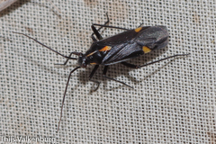 Capsodes sulcatus