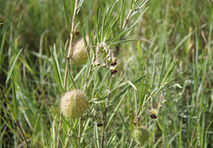 Gomphocarpus fruticosus