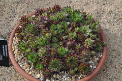 Sempervivum marmoreum
