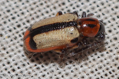 Crioceris paracenthesis