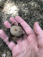 Myriostoma coliforme