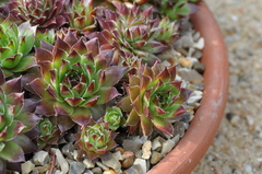 Sempervivum marmoreum