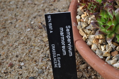 Sempervivum marmoreum