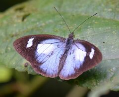 Leptophobia caesia