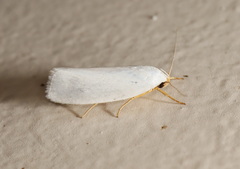 Xylorycta argentella