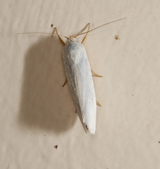 Xylorycta argentella