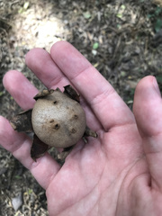 Myriostoma coliforme