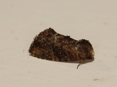 Elusa