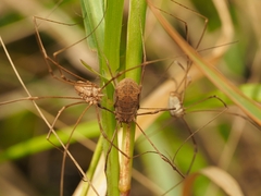 Bunochelis spinifera
