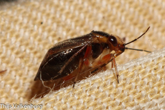 Strongylocoris cicadifrons