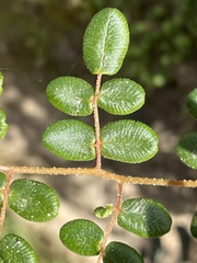 Pellaea andromedifolia pubescens