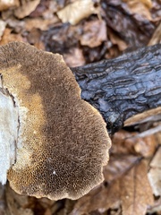 Trametes lactinea