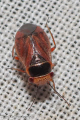 Strongylocoris cicadifrons
