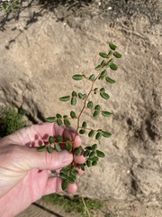 Pellaea andromedifolia pubescens