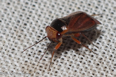 Strongylocoris cicadifrons