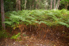 Calochlaena dubia