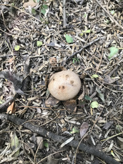 Myriostoma coliforme