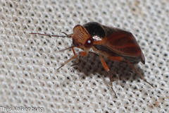 Strongylocoris cicadifrons