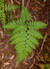 Calochlaena dubia