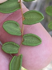 Pellaea andromedifolia pubescens