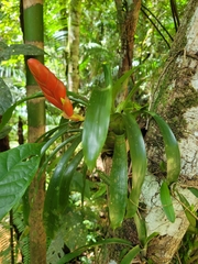 Vriesea heterostachys