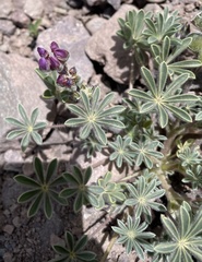 Lupinus microcarpus