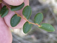 Pellaea andromedifolia pubescens