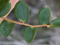 Pellaea andromedifolia pubescens