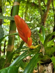 Vriesea heterostachys