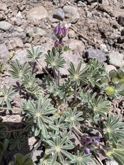 Lupinus microcarpus