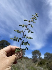 Pellaea andromedifolia pubescens