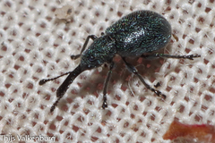 Mesauletobius pubescens
