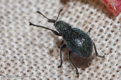Mesauletobius pubescens