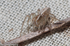 Oxyopes lineatus