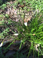 Nothoscordum bivalve