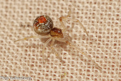 Simitidion simile