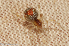 Simitidion simile