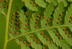 Calochlaena dubia