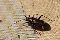 Capsodes sulcatus