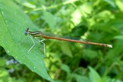 Platycnemis acutipennis